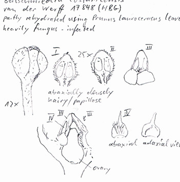 Vorschaubild Beilschmiedia costaricensis (Mez & Pittier) C.K. Allen